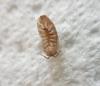 Armadillidium sp.
